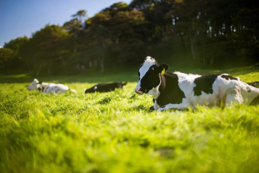cow farm